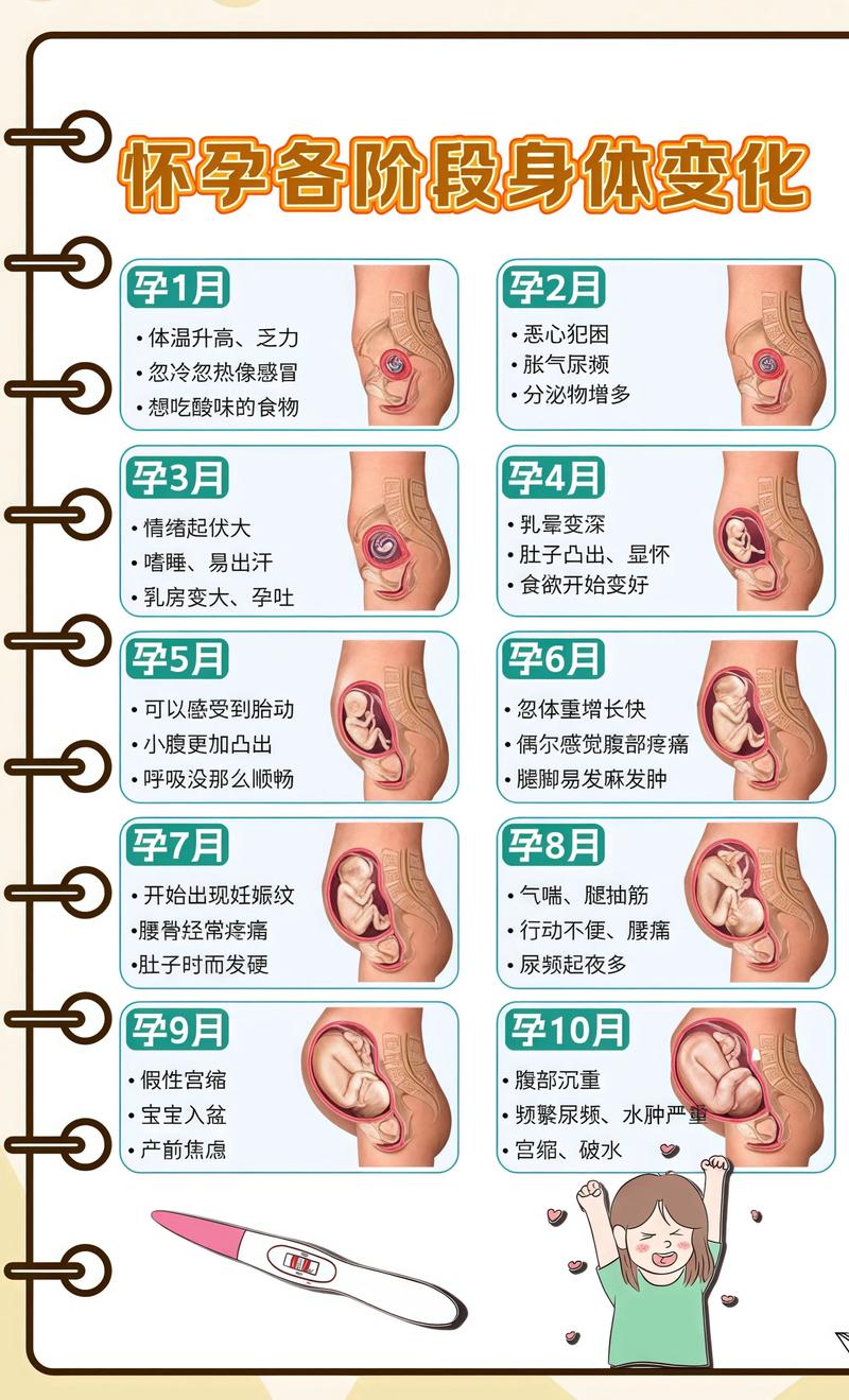 揭秘供卵代孕妈妈怀孕小腹分两节,孕期变化的奥秘周口代生机构: